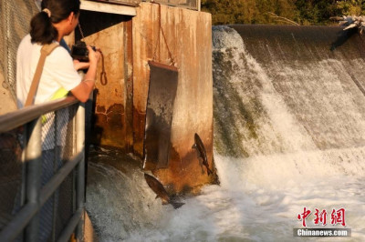 加拿大安大略湖流域三文魚洄遊進入高峰期