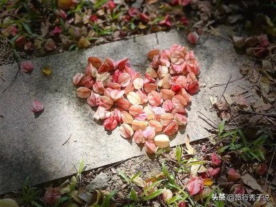 在深圳，總要去看看史鐵生先生書裏的秋天，秋天的浪漫從欒樹开始