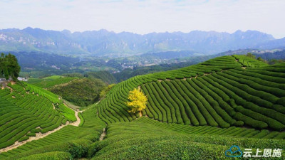 鶴峰：茶山銀杏黃