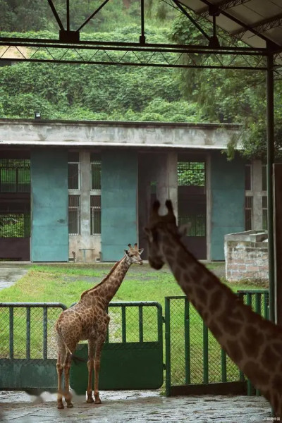 台北市立動物園六日遊：探索動物王國，品嘗內蒙風幹肉幹的美味