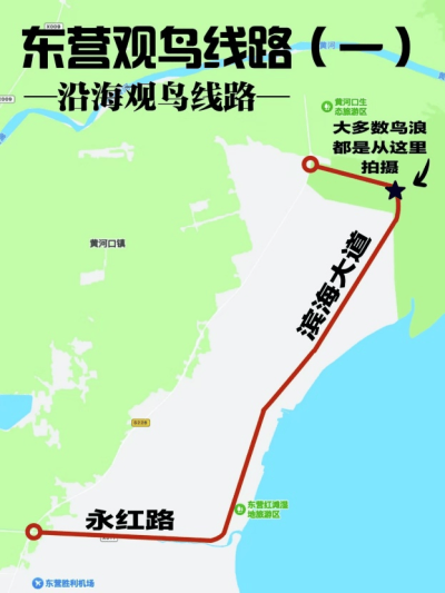 收藏！東營觀鳥线路圖！