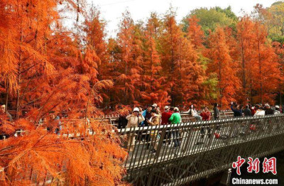 福州福道水杉“紅裝”引遊人