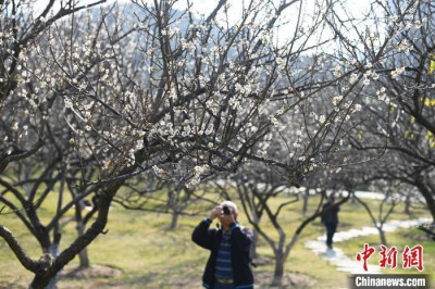 廣州蘿崗香雪公園梅花盛放引遊人