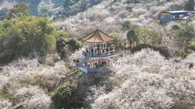 花城“盛雪” 千畝梅香