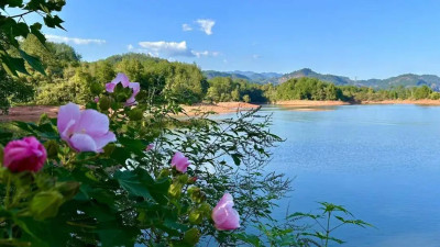 海波隨筆 | 是梅花島，也是“桃花源”